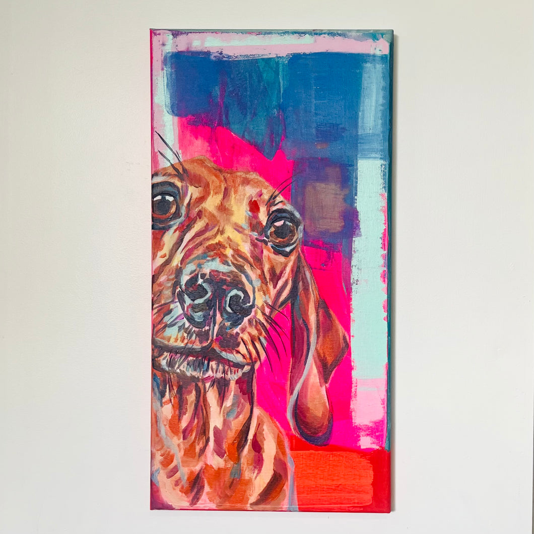 Dachshund